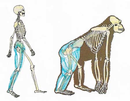 gorilla and human pelvises compared