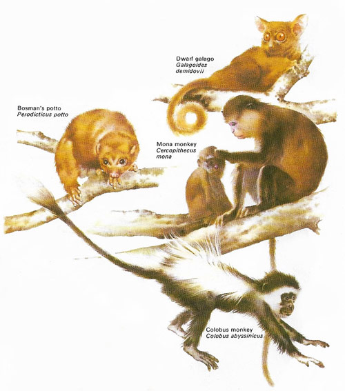 lower and higher forms of primate