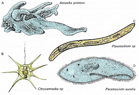 classes of a protozoan