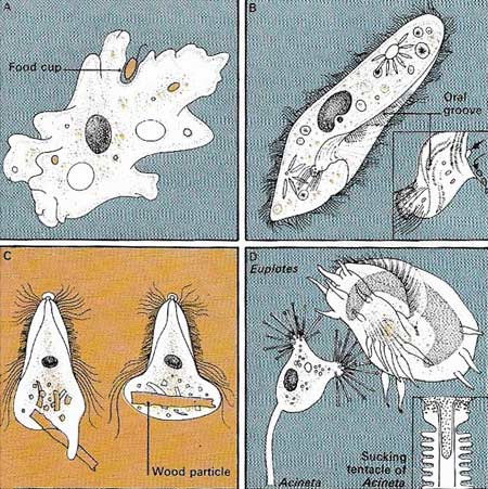 forms of protozoan feeding