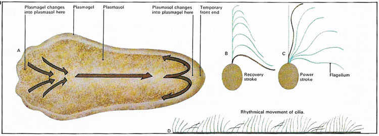 protozoan forms of movement