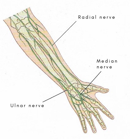 ulnar nerve