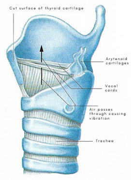 action of the vocal cords
