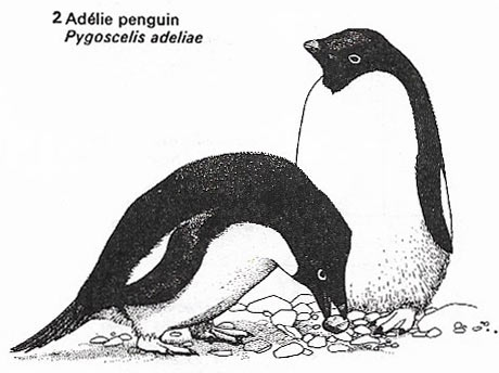 Adelie penguin_courtship