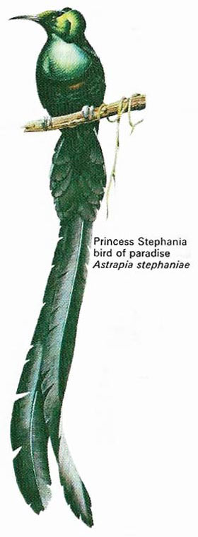 Princess Stephania bird of paradise