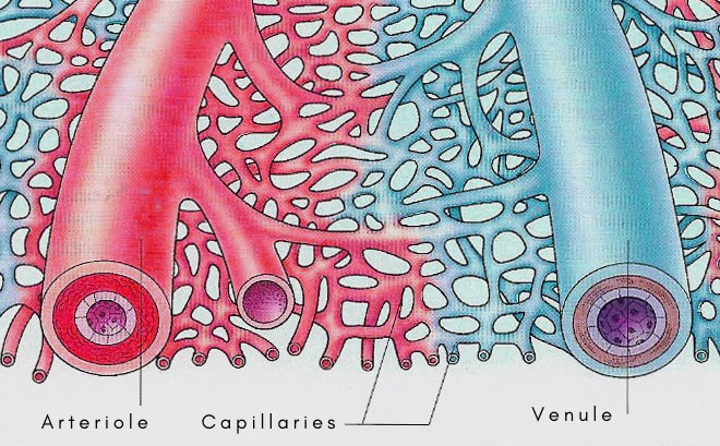 arteriole, capillaries, and venule