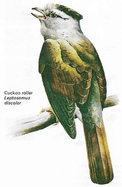 Cuckoo roller