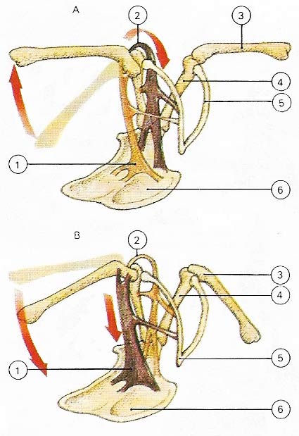 The flight muscles (pectoral is overlying supracoracoideus) are attached to a large-keeled sternum and a pair of struts, the coracoids, between the sternum and the shoulder joint.