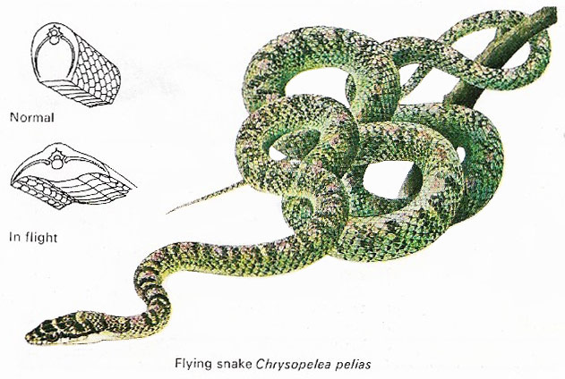 The flying snake glides between trees by flattening its undersurface.