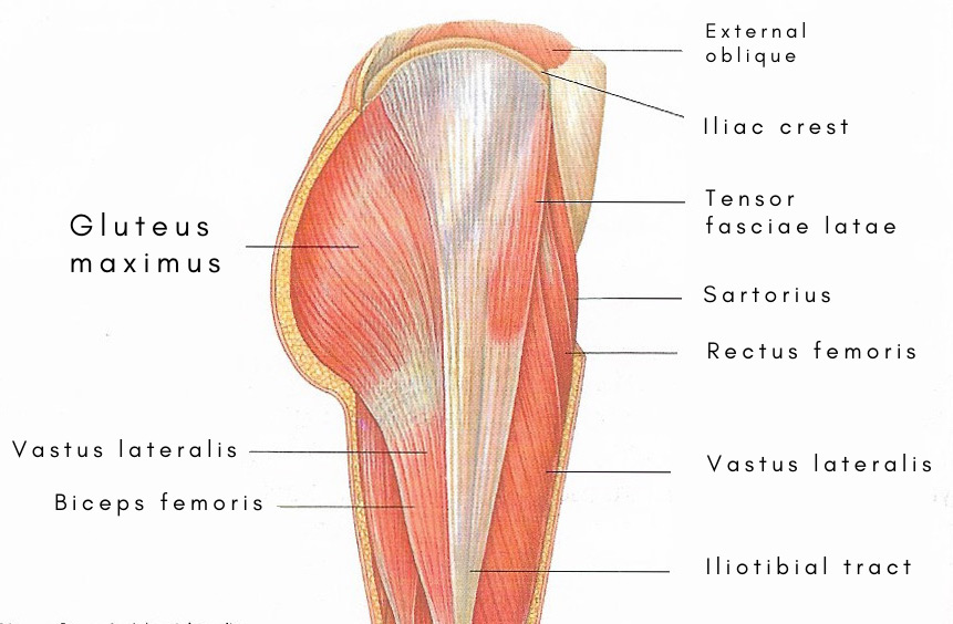 Gluteus maximus and other large muscles of the upper leg
