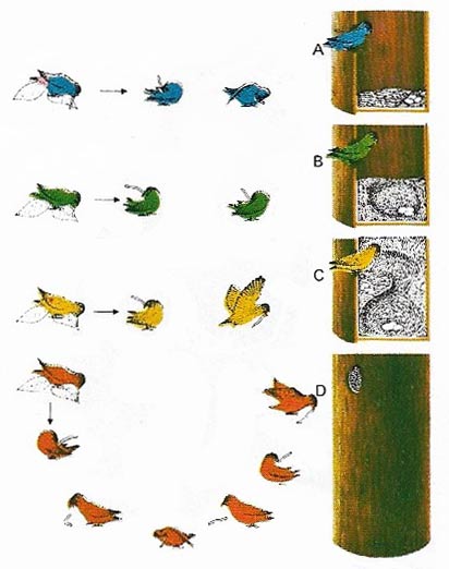 Various methods of carrying material and nest-building are shown by Madagascar, peach-faced, and Fischer's lovebirds.