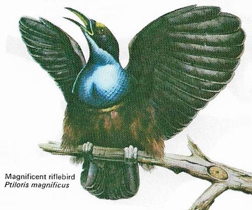 Magnificent riflebird