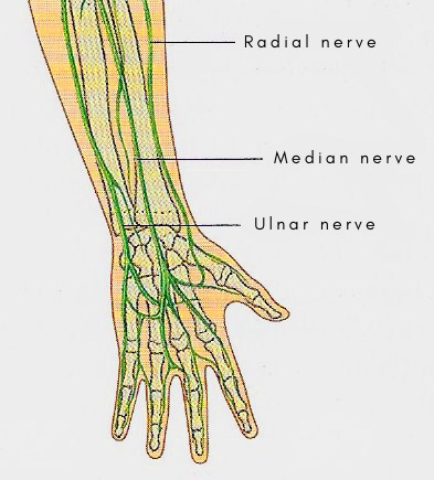 Median, radial, and ulnar nerves