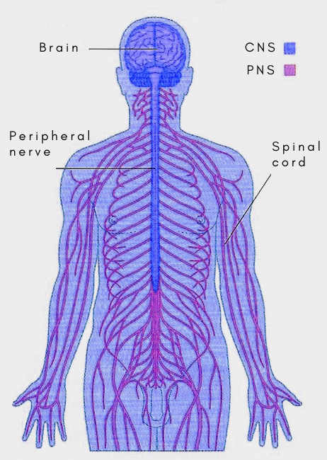 Peripheral and central nervous system
