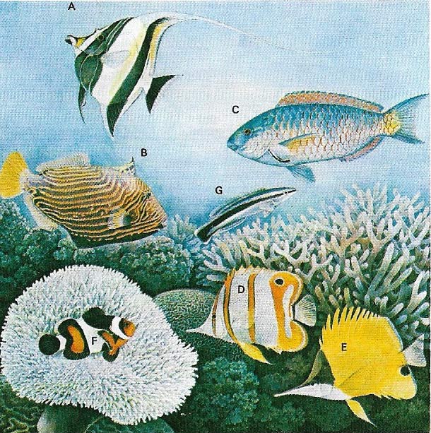 Fish of tropical coral reefs