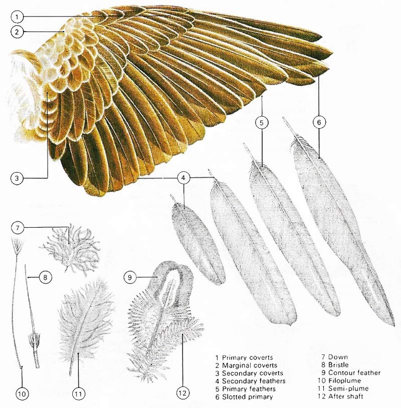 Types of feather