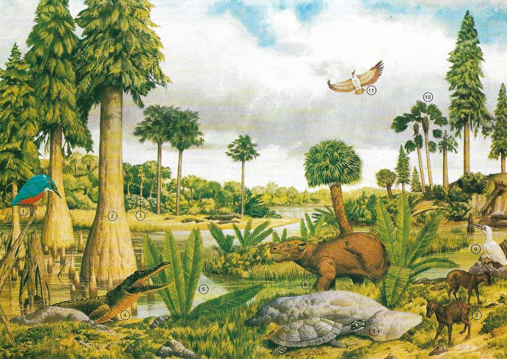 Southern England in Eocene times was a subtropical lowland supporting swamps of of modern plants such as swamp cypress, nipa palm, sabal palm, and magnolia.