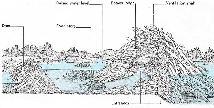 Beaver dam