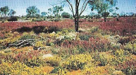 When rain falls in the desert after a dry period the land may be rapidly transformed into a colorful and lush meadow.