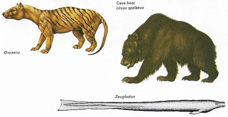 Early carnivorous mammals