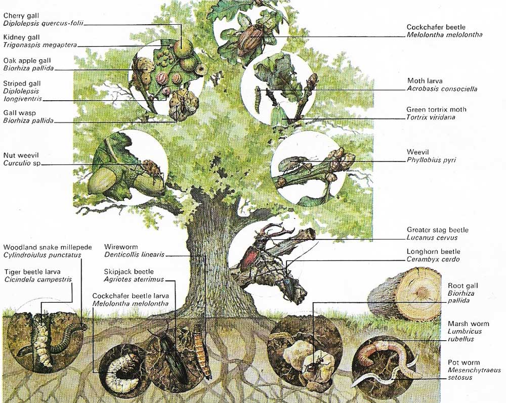  The trees of an English oak wood provide nourishment and shelter for many species of wildlife.
