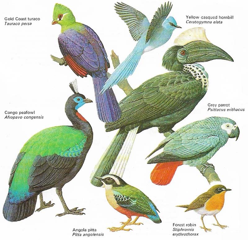 Birds of the tropical rainforest