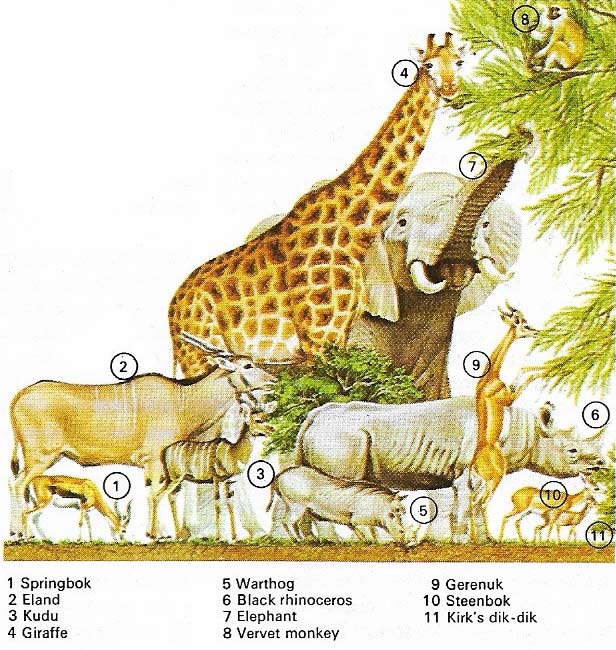 Vertical feeding patterns of savanna herbivores reduces competition between species.