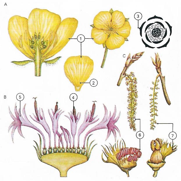 Sex organs of flowers