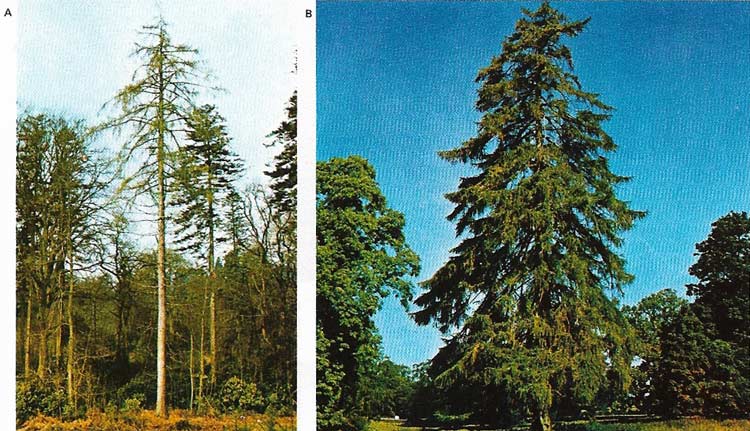 The larch genus includes about a dozen species that are native to the cool, temperate regions of the Northern Hemisphere.