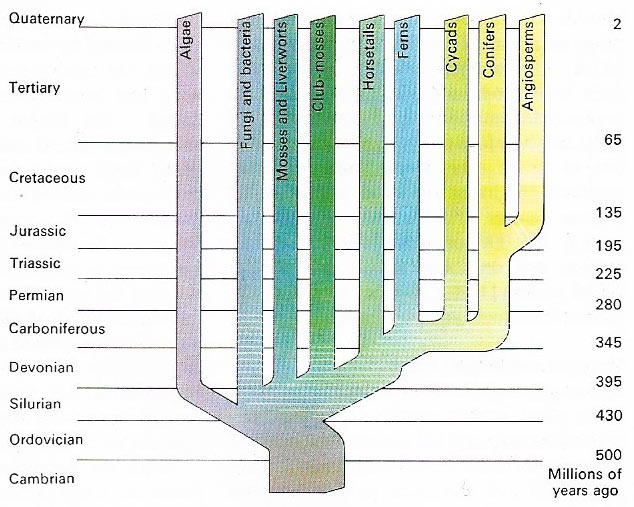 Evolution of plants