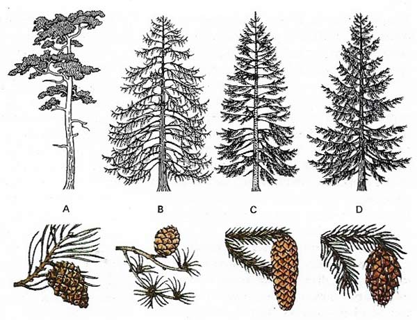 Types of conifer
