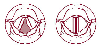 abduction and adduction of the vocal folds