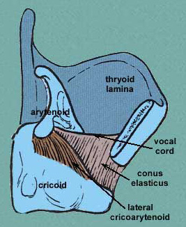 lateral cricoarytenoid muscle