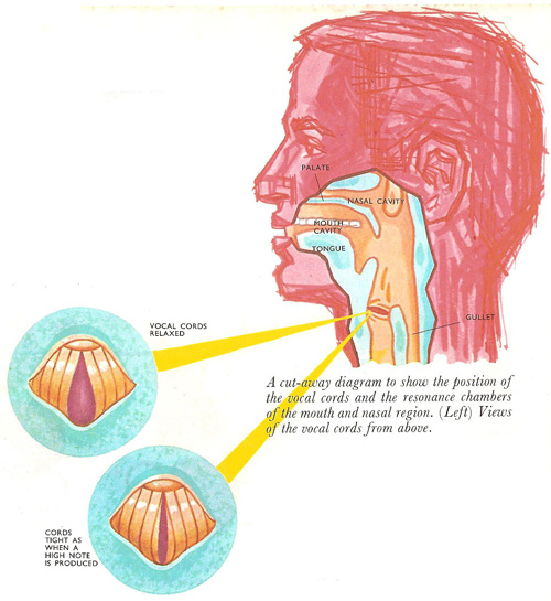 the vocal folds, shown when relaxed and tight, and their location in the throat