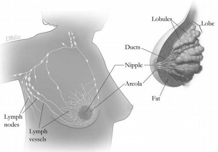 breast anatomy