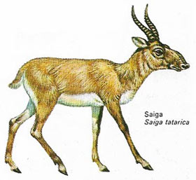 Saiga