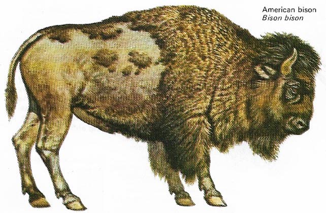 American bison