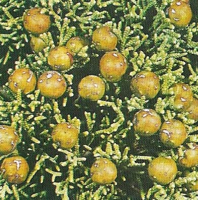 Phoenician juniper berriese