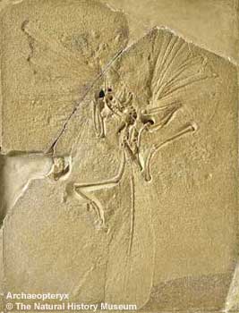 Archaeopteryx