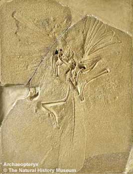 Archaeopteryx