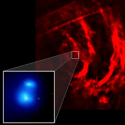 Arches Cluster and radio filaments