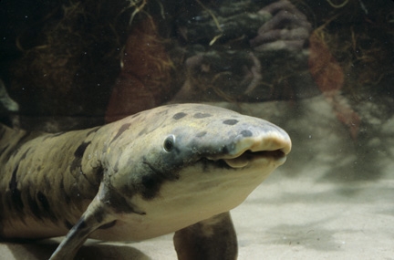 lungfish