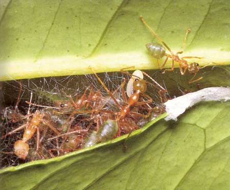 Australian weaver ants