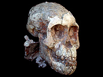 Australopithecus afarensis