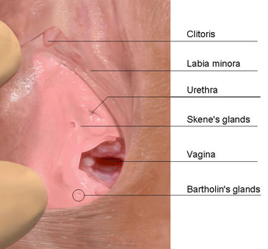 Labelled diagram of the vulva, vagina, and structures associated with them