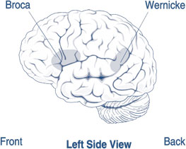 Broca's and Wernicke's areas