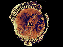 CT scan of Antikythera gearwheel