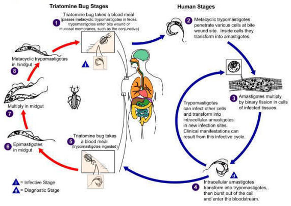 Transmission cycle of Chagas' disease