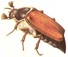 Cockchafer