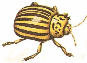 Colorado beetle